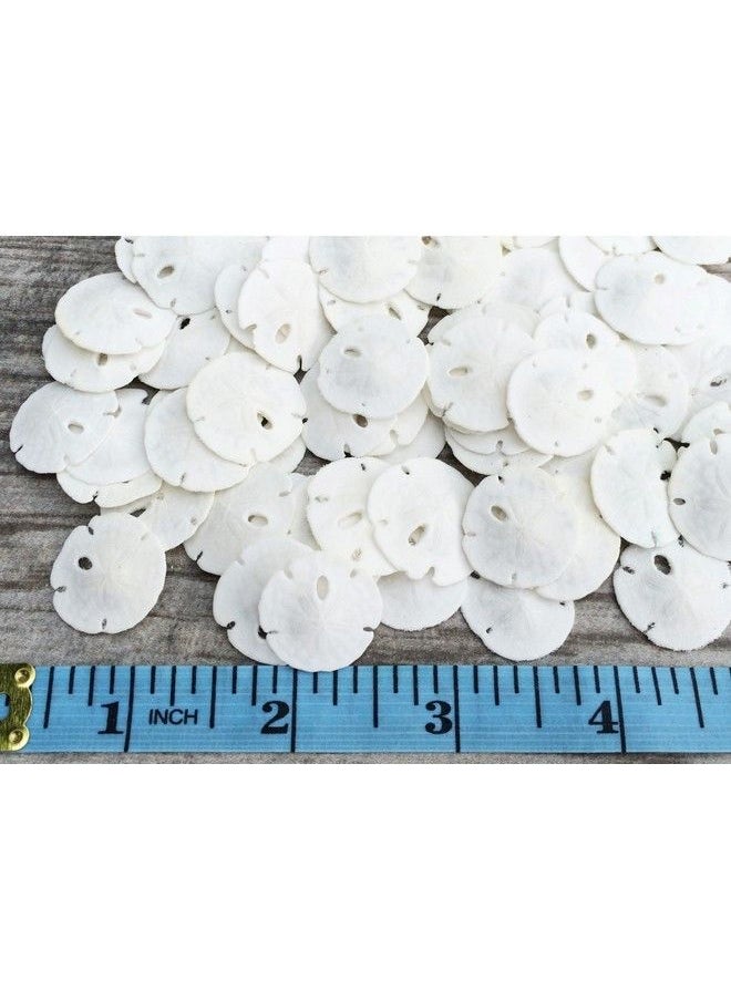 Nautical Crush Trading - Sand Dollar ; Real Natural Sand Dollars .5" .75" (Set Of 50) ; Small White Sand Dollar Shells For Weddings And Craft ; Seashell Wedding ; Plus Free Nautical Ebook By Joseph Rains - Image 1
