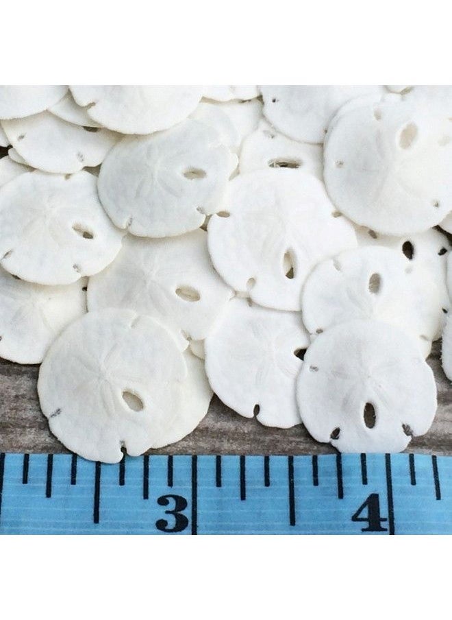 Nautical Crush Trading - Sand Dollar ; Real Natural Sand Dollars .5" .75" (Set Of 50) ; Small White Sand Dollar Shells For Weddings And Craft ; Seashell Wedding ; Plus Free Nautical Ebook By Joseph Rains - Image 1