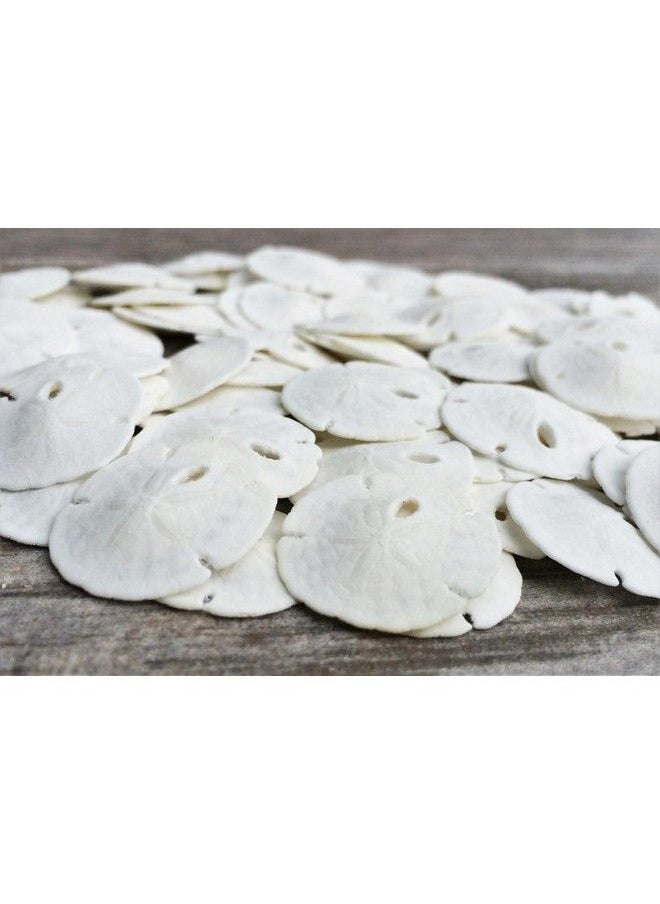 Nautical Crush Trading - Sand Dollar ; Real Natural Sand Dollars .5" .75" (Set Of 50) ; Small White Sand Dollar Shells For Weddings And Craft ; Seashell Wedding ; Plus Free Nautical Ebook By Joseph Rains - Image 1