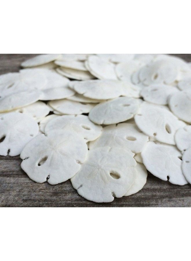 Nautical Crush Trading - Sand Dollar ; Real Natural Sand Dollars .5" .75" (Set Of 50) ; Small White Sand Dollar Shells For Weddings And Craft ; Seashell Wedding ; Plus Free Nautical Ebook By Joseph Rains - Image 1
