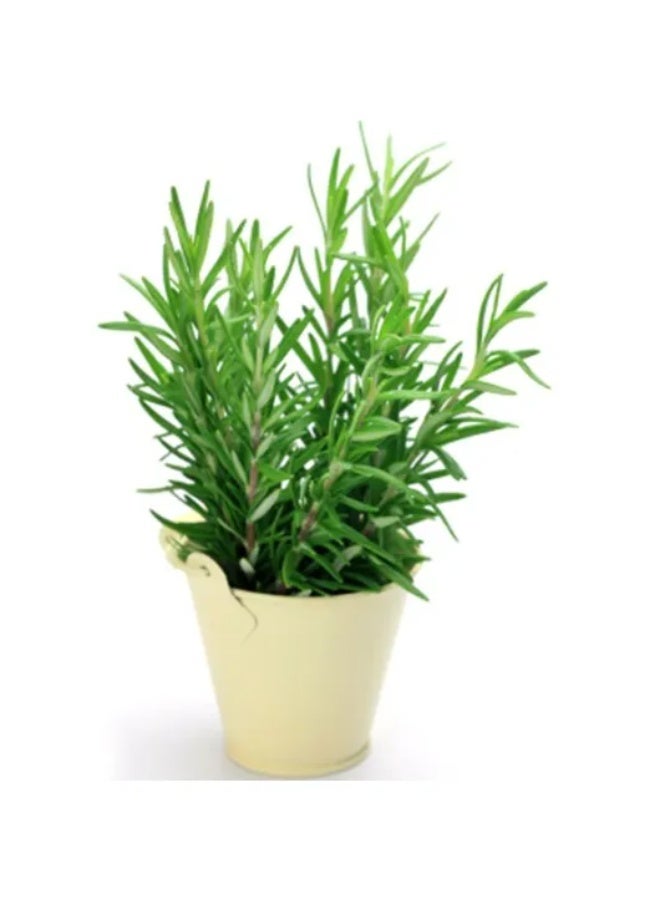 BIOCARVE SEEDS Rosemary seeds - Image 2