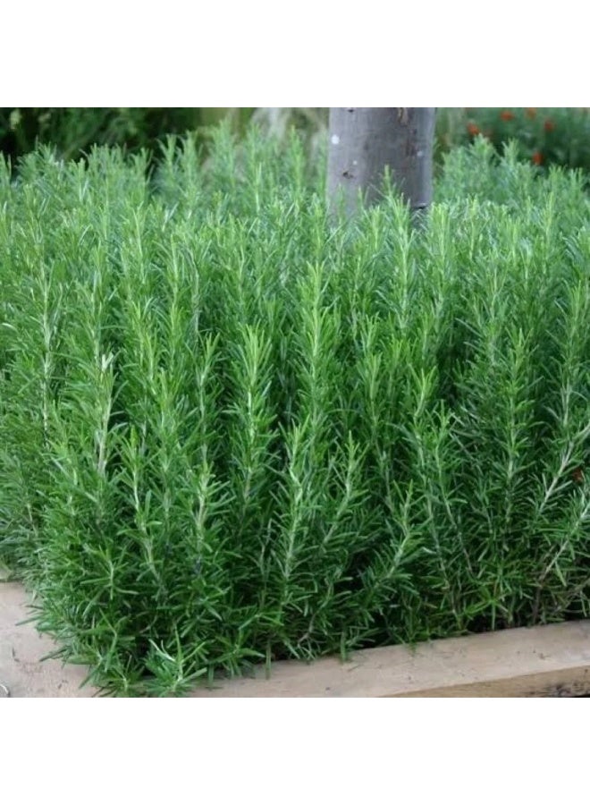 BIOCARVE SEEDS Rosemary seeds - Image 3