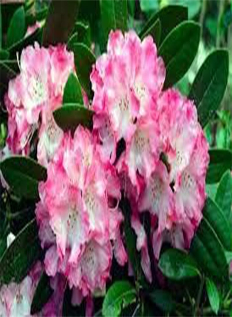 GGOOT seeds Fresh 100pcs Rhododendron Flower Seeds for Planting White Pink