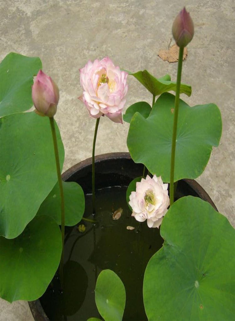 GGOOT 100PCS Bowl Lotus Plant Seeds, Lotus Seeds for Growing Home Garden, Hydroponic Decoration, Easy to Grow,100 pcs  - Image 3