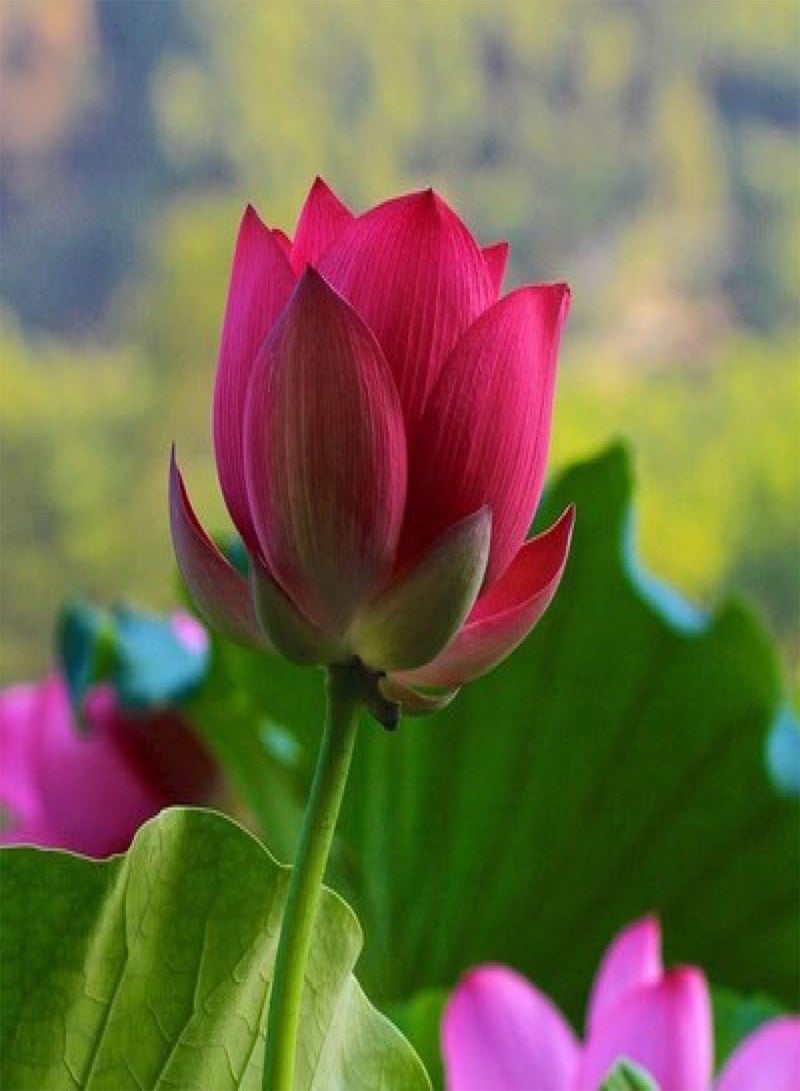 GGOOT 100PCS Bowl Lotus Plant Seeds, Lotus Seeds for Growing Home Garden, Hydroponic Decoration, Easy to Grow,100 pcs  - Image 5