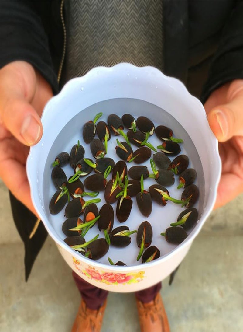 GGOOT 100PCS Bowl Lotus Plant Seeds, Lotus Seeds for Growing Home Garden, Hydroponic Decoration, Easy to Grow,100 pcs  - Image 2