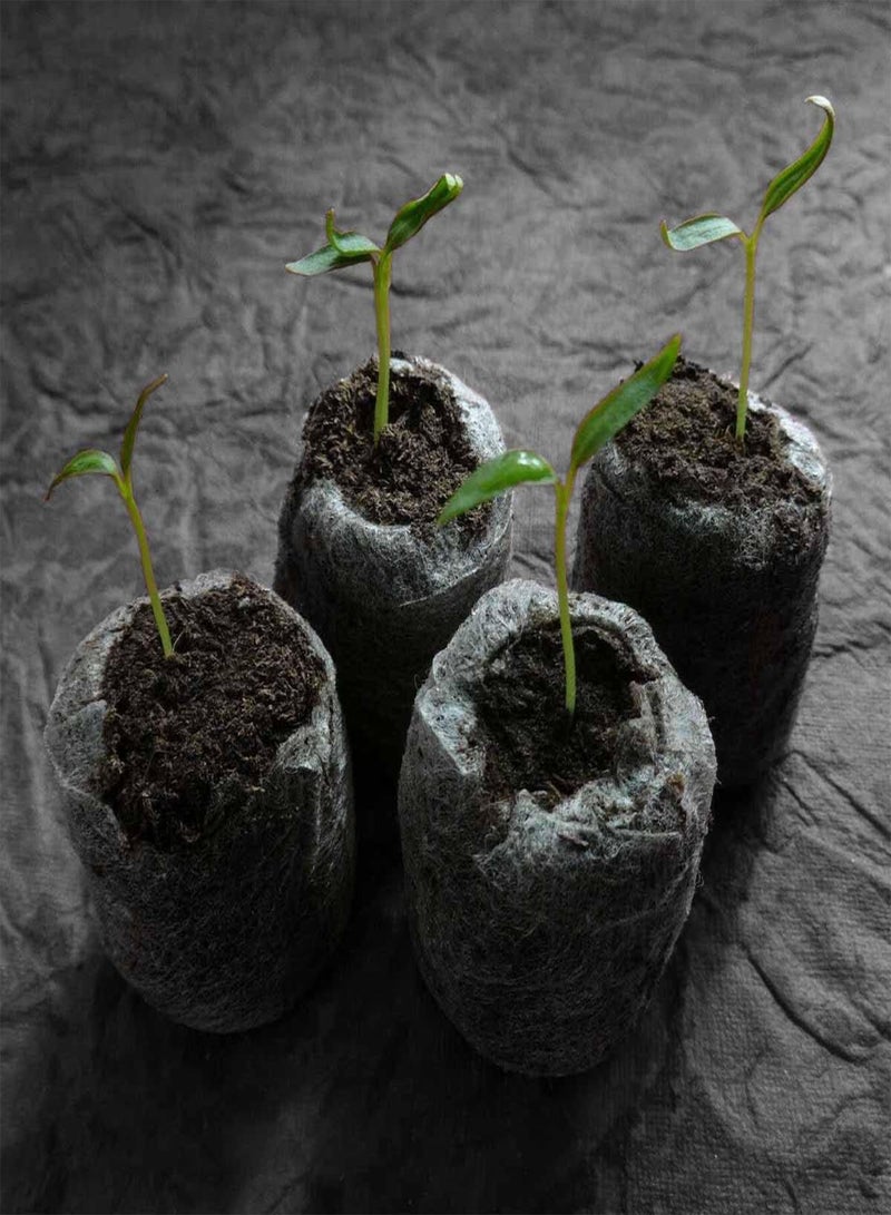 جي جوت مزيج فلفل حار "تشكيلة الشواء" - بذور خضراوات كابسيكوم تشينينس، تشكيلة الشواء للزراعة في حديقة المنزل من هيفي تورش، مجموعة زراعة واحدة - Image 4