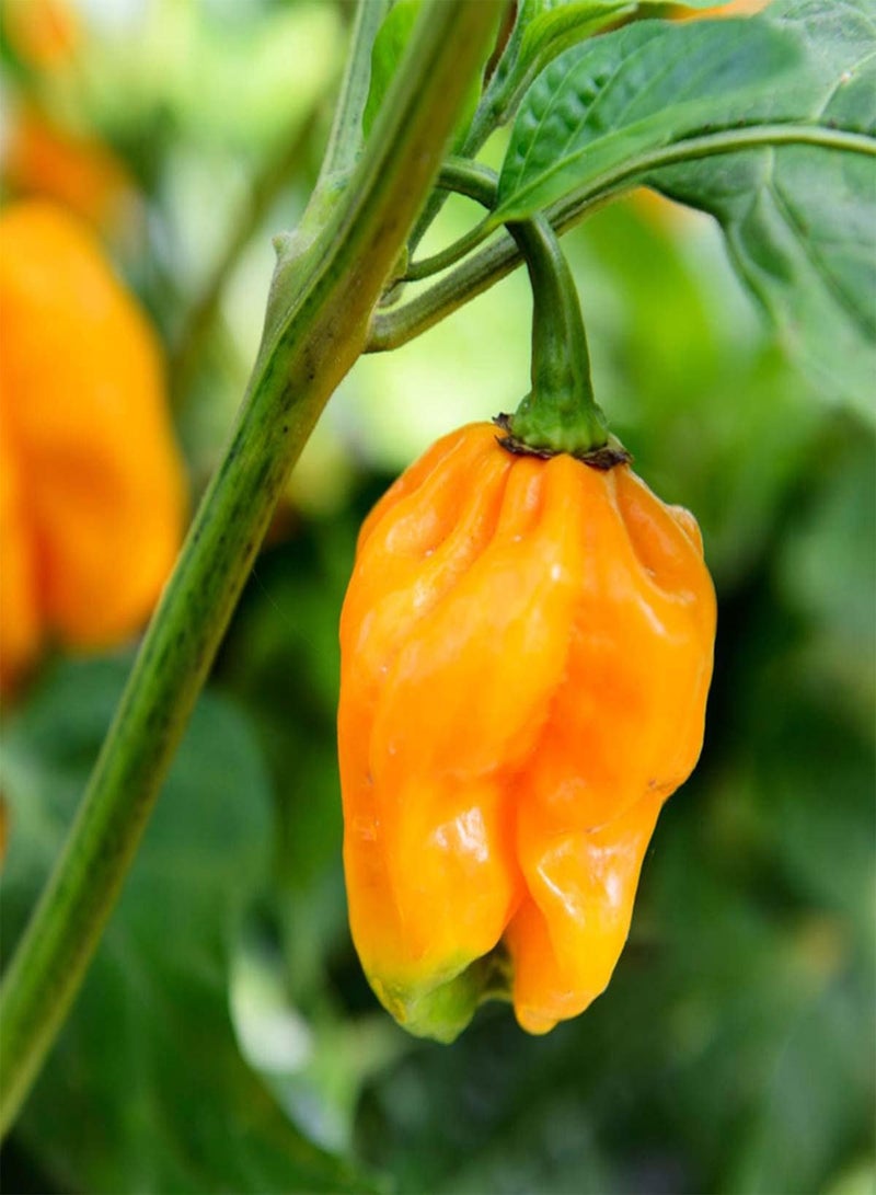 جي جوت مزيج فلفل حار "تشكيلة الشواء" - بذور خضراوات كابسيكوم تشينينس، تشكيلة الشواء للزراعة في حديقة المنزل من هيفي تورش، مجموعة زراعة واحدة - Image 5