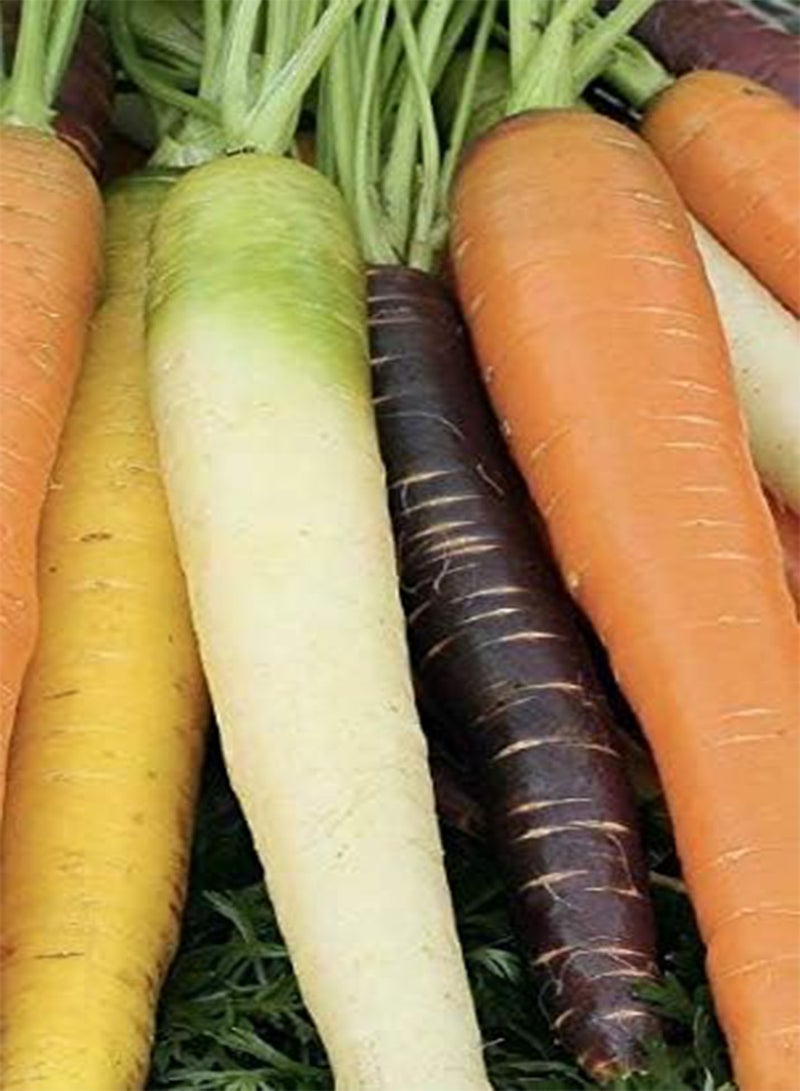 GGOOT Seeds of Vegetable Carrot Rainbow Mix