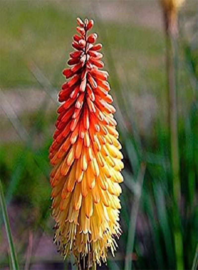 Red Hot Poker Uvaria Mix Seeds. Easy to grow garden , excellent for winter. (100, seeds)