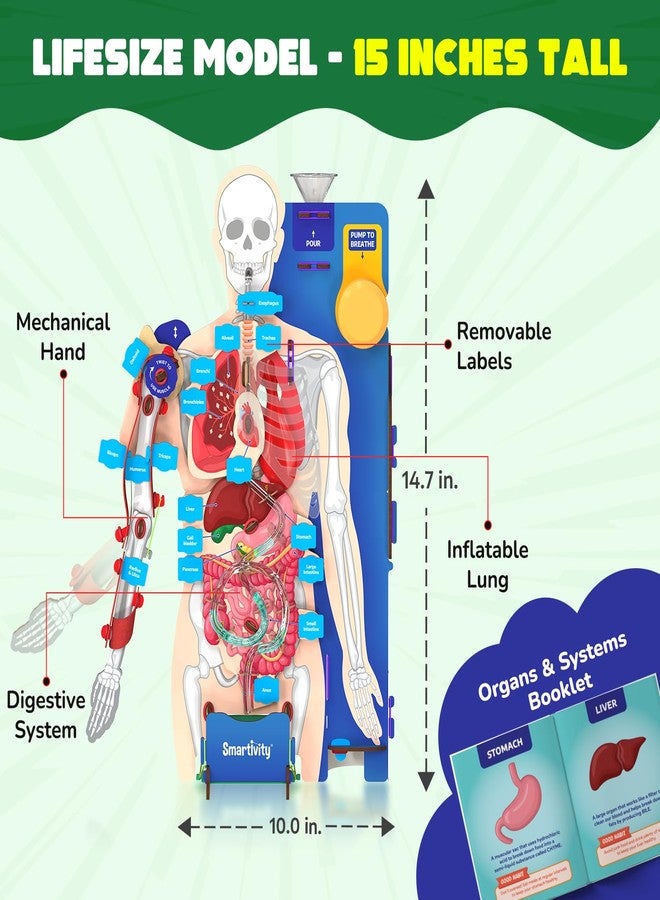 سمارتيفيتي نموذج تفاعلي لجسم الإنسان من سمارتيفيتي للأطفال من 8 إلى 14 عامًا | أجزاء وأعضاء الجسم المتحركة + كتيب تعليمي | هدية عيد ميلاد للأولاد والبنات | لعبة تعليمية للأعمار من 8 إلى 14 عامًا - Image 3