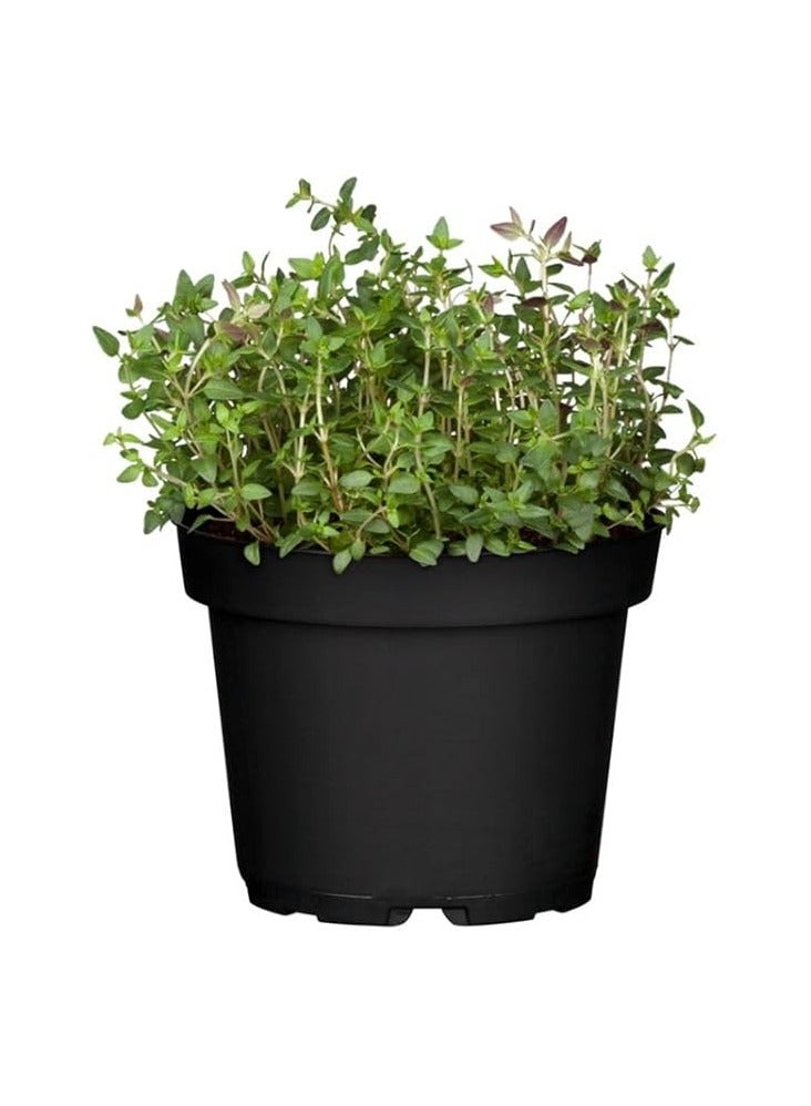 KITCHEN HERBS (4 PIECES) - Image 4