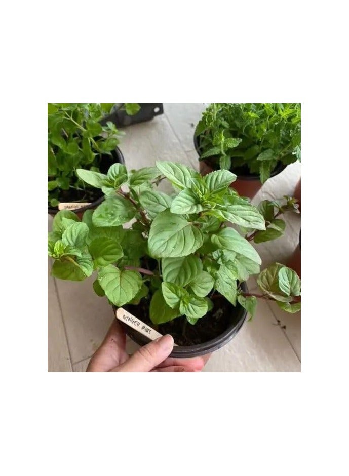 KITCHEN HERBS (4 PIECES) - Image 3