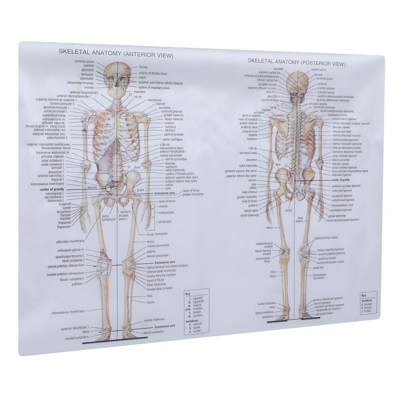 2 pcs Human Skeletal Muscle Teaching Picture Anatomy Poster Anatomy Painting - Image 3