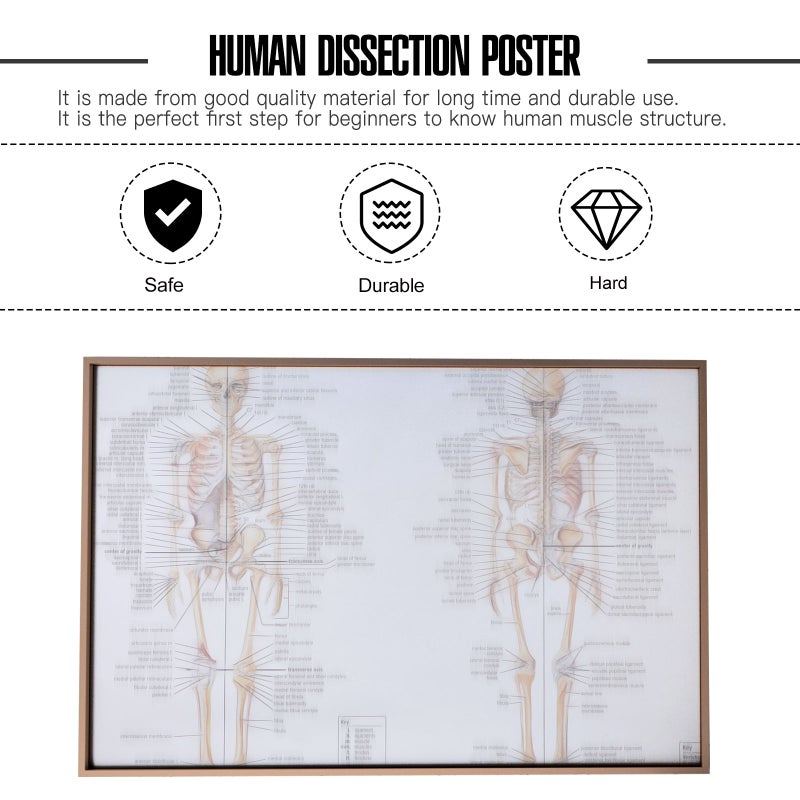 2 pcs Human Skeletal Muscle Teaching Picture Anatomy Poster Anatomy Painting - Image 5