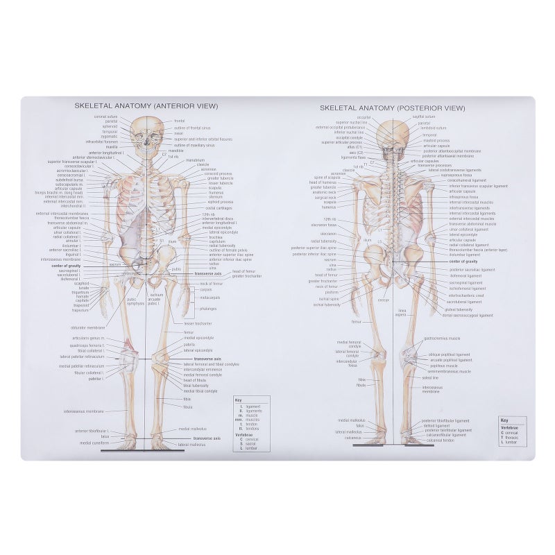 2 pcs Human Skeletal Muscle Teaching Picture Anatomy Poster Anatomy Painting - Image 1