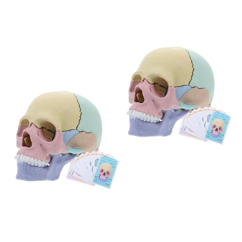 2pcs Anatomy Model Human Anatomy Puzzle Detachable Human Model Teaching Equipment Teaching Model - Image 1