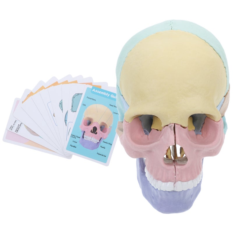 2pcs Anatomy Model Human Anatomy Puzzle Detachable Human Model Teaching Equipment Teaching Model - Image 3