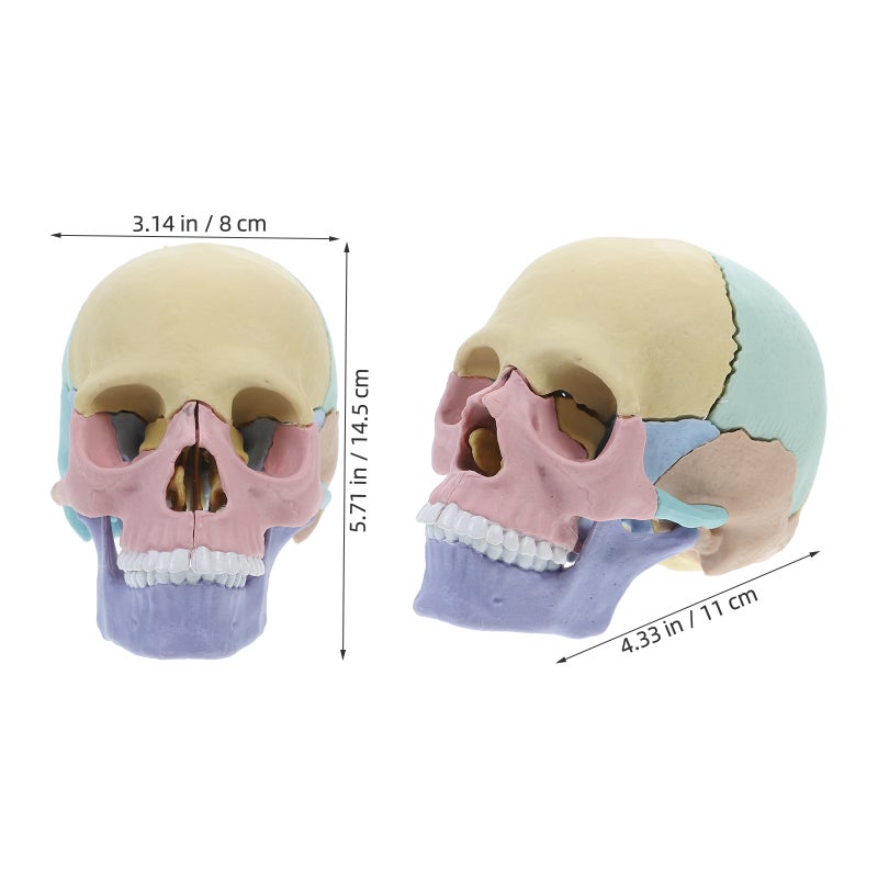 2pcs Anatomy Model Human Anatomy Puzzle Detachable Human Model Teaching Equipment Teaching Model - Image 2