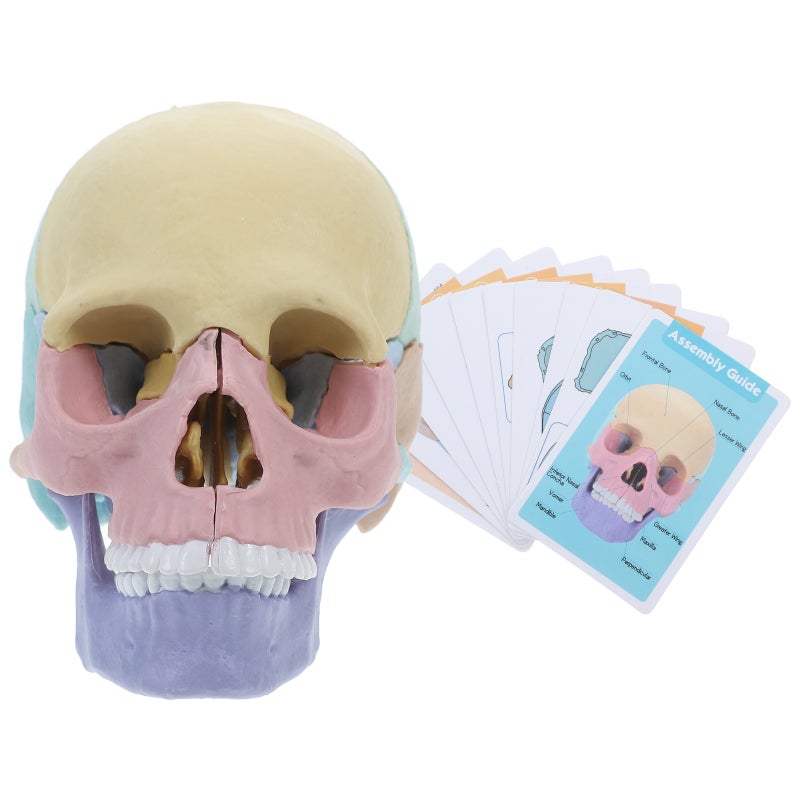 2pcs Anatomy Model Human Anatomy Puzzle Detachable Human Model Teaching Equipment Teaching Model - Image 4