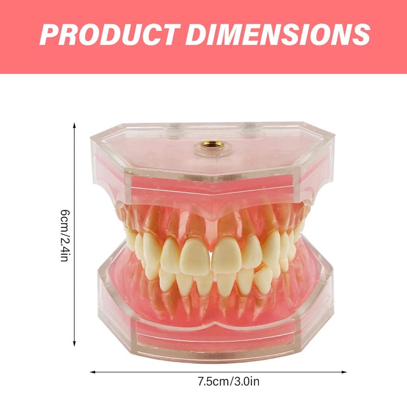 Typodont Dental Model With Removable Teeth For Student Practice And Training - Image 3