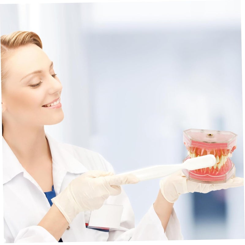 Typodont Dental Model With Removable Teeth For Student Practice And Training - Image 4