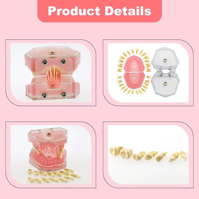 Typodont Dental Model With Removable Teeth For Student Practice And Training - Image 5