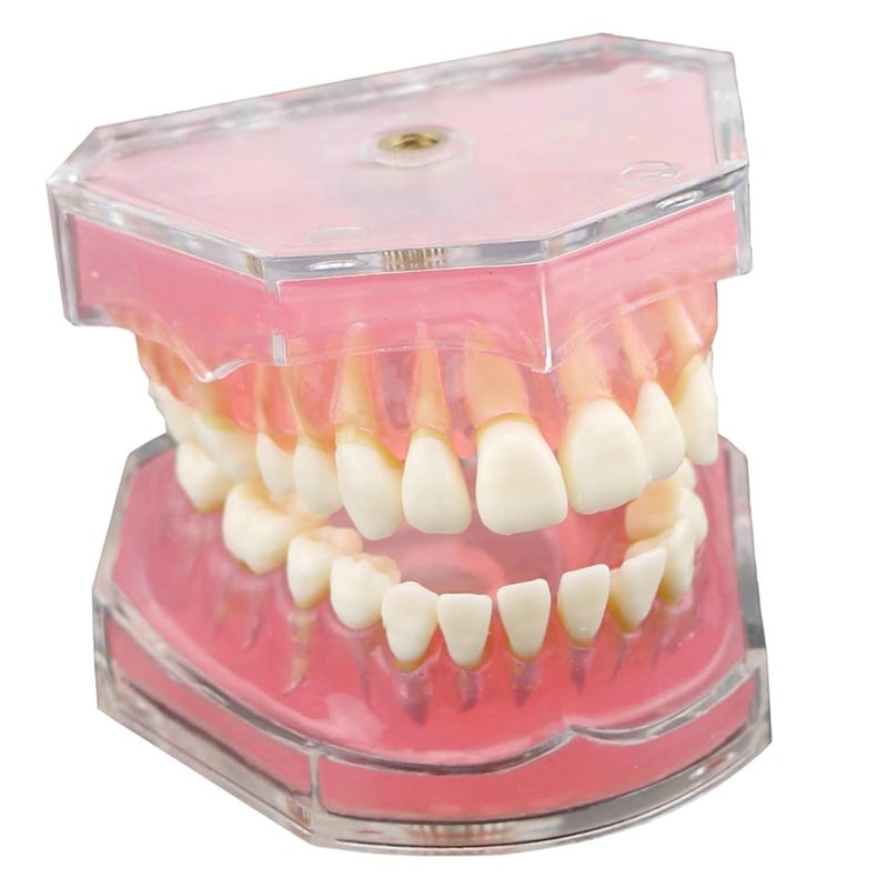 Typodont Dental Model With Removable Teeth For Student Practice And Training - Image 2