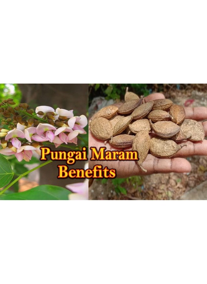 neotea - Pungai Seed Oil Pongamia Pinnata | Honge Oil, Kanuga Oil, Karanja Oil | Pure Karanja Seed Carrier Oil | 100% Pure And Natural Cold Pressed | For Skin, Hair & Body Care | Direct Source From Farmers | Chemical Free | No Preservative | 250 Ml - Image 1