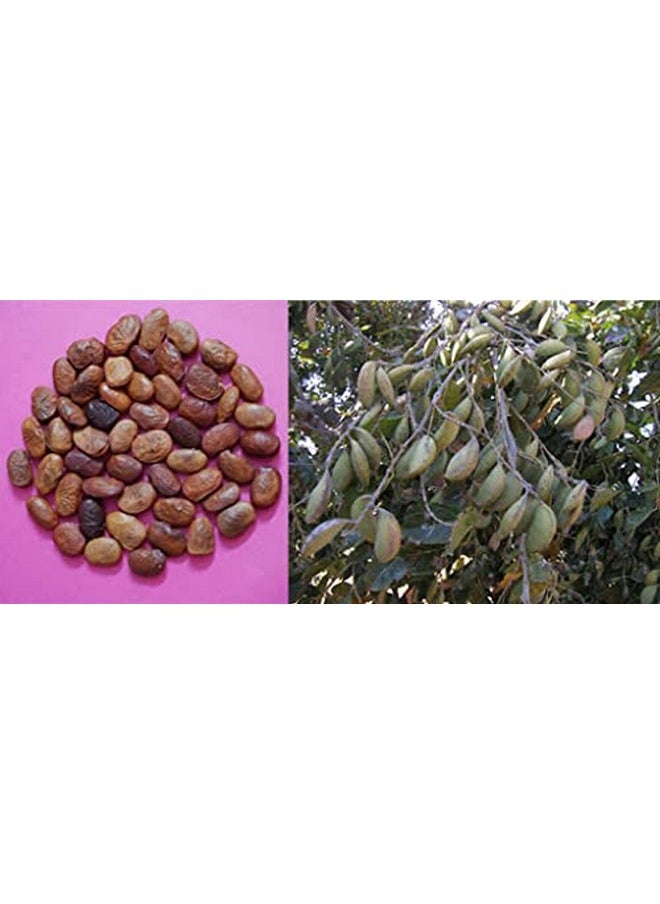 neotea - Pungai Seed Oil Pongamia Pinnata | Honge Oil, Kanuga Oil, Karanja Oil | Pure Karanja Seed Carrier Oil | 100% Pure And Natural Cold Pressed | For Skin, Hair & Body Care | Direct Source From Farmers | Chemical Free | No Preservative | 250 Ml - Image 1