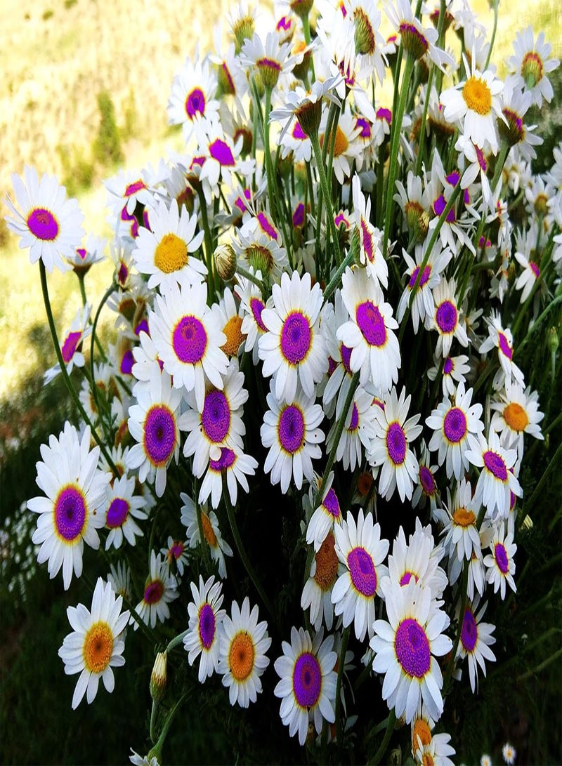 GGOOT 100Pcs German Chamomile Seeds Groundcover Outdoor Garden Patio Decor 