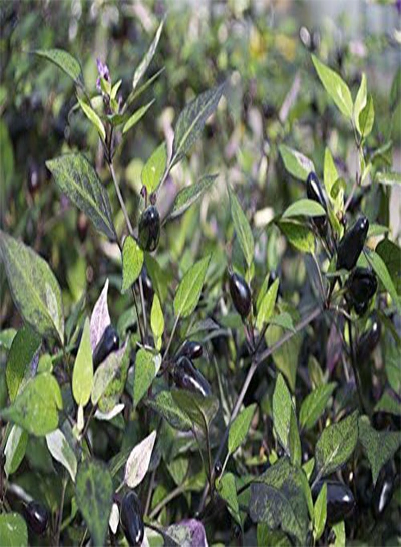 GGOOT Fresh -Calico Ornamental/Edible Calico -25 Seeds - Image 5