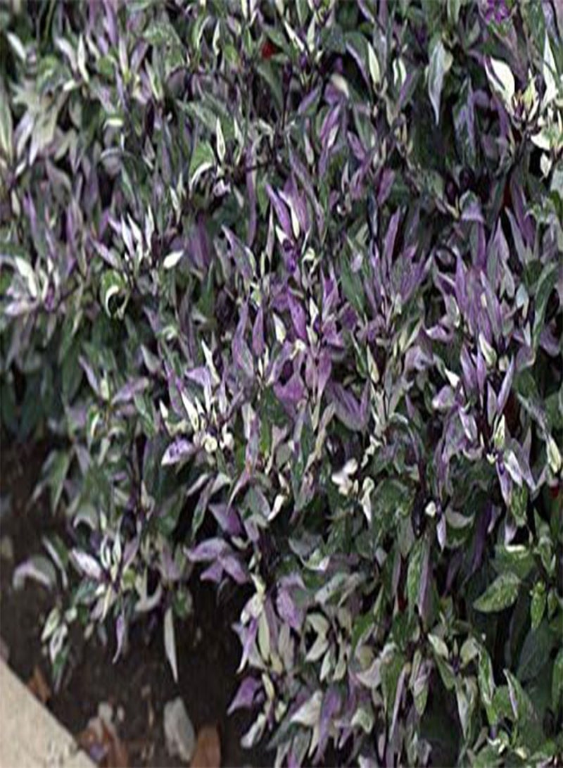 GGOOT Fresh -Calico Ornamental/Edible Calico -25 Seeds - Image 1