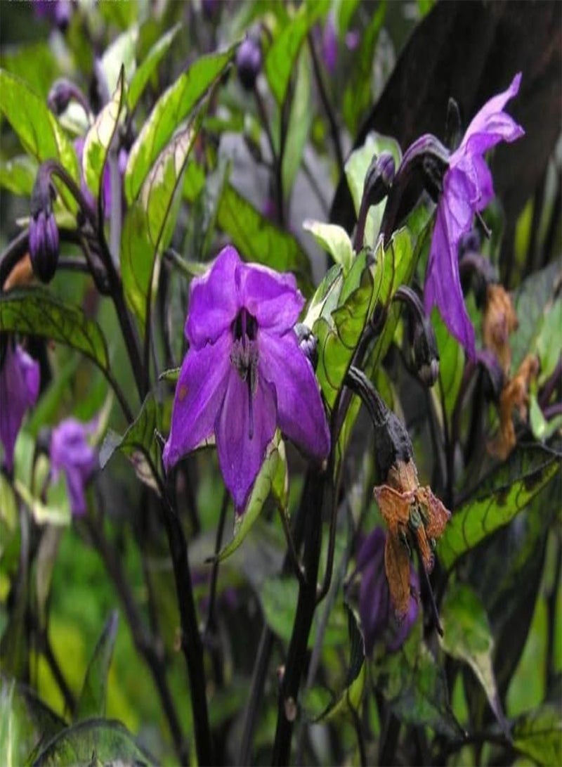 GGOOT Fresh -Calico Ornamental/Edible Calico -25 Seeds - Image 2