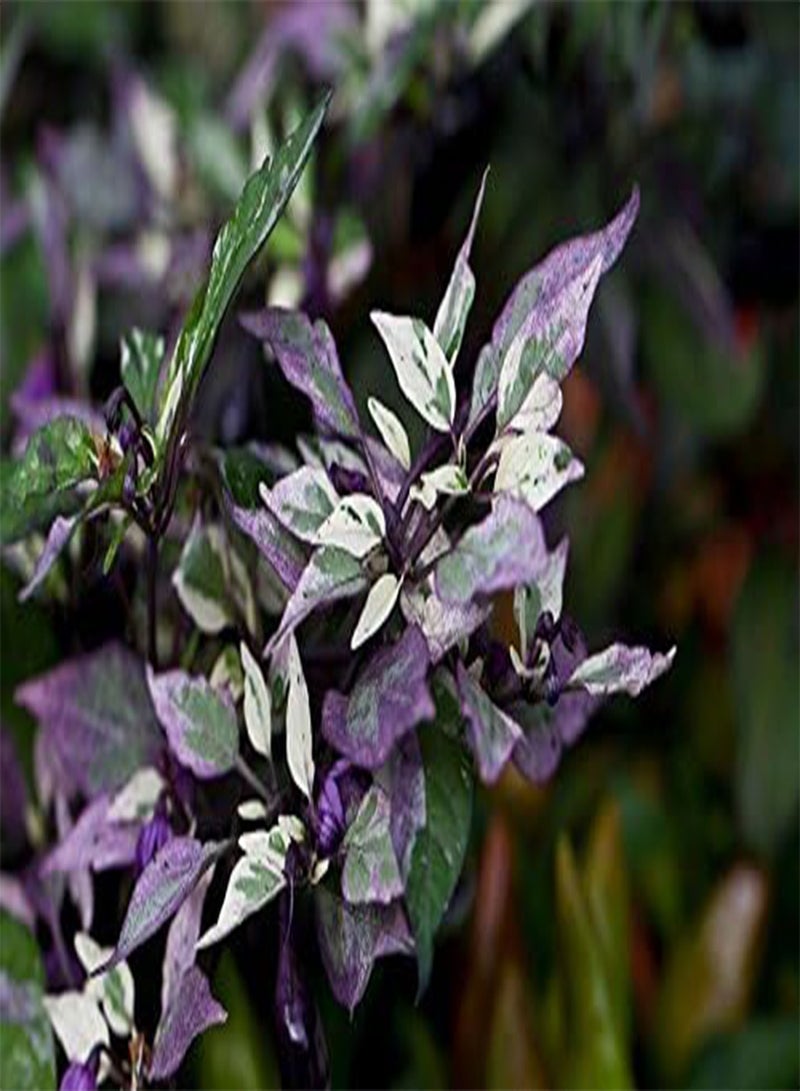 GGOOT Fresh -Calico Ornamental/Edible Calico -25 Seeds - Image 4