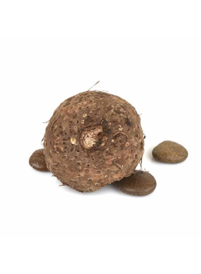Suran , Yams- 1.5 to 1.8 kg per piece, India