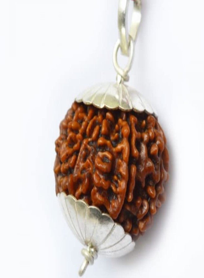 IRIS GEMS 10 Face Rudraksha 10 Mukhi Rudraksha أصلي نيبالي معتمد مع غطاء فضي 10 मुकी रुत्राक्ष طبيعي Ten Mukhi Rudraksha للرجال والنساء الأصلي Das Mukhi Rudraksha - Image 2