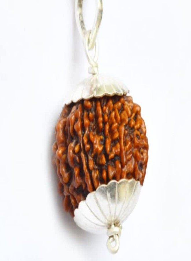 IRIS GEMS 10 Face Rudraksha 10 Mukhi Rudraksha أصلي نيبالي معتمد مع غطاء فضي 10 मुकी रुत्राक्ष طبيعي Ten Mukhi Rudraksha للرجال والنساء الأصلي Das Mukhi Rudraksha - Image 3