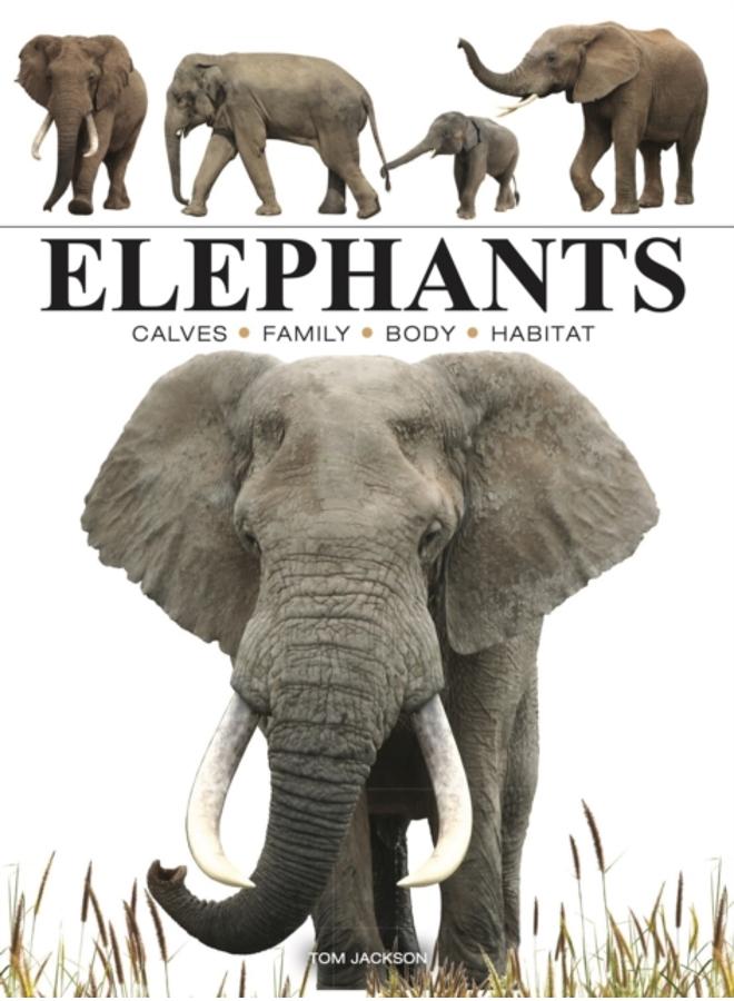 Elephants 