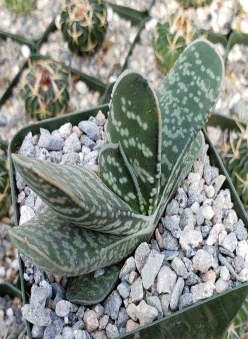 GGOOT GASTERIA Bicolor @j@ Exotic Rare Miniature Succulent Cactus Aloe Seed 10 Seeds