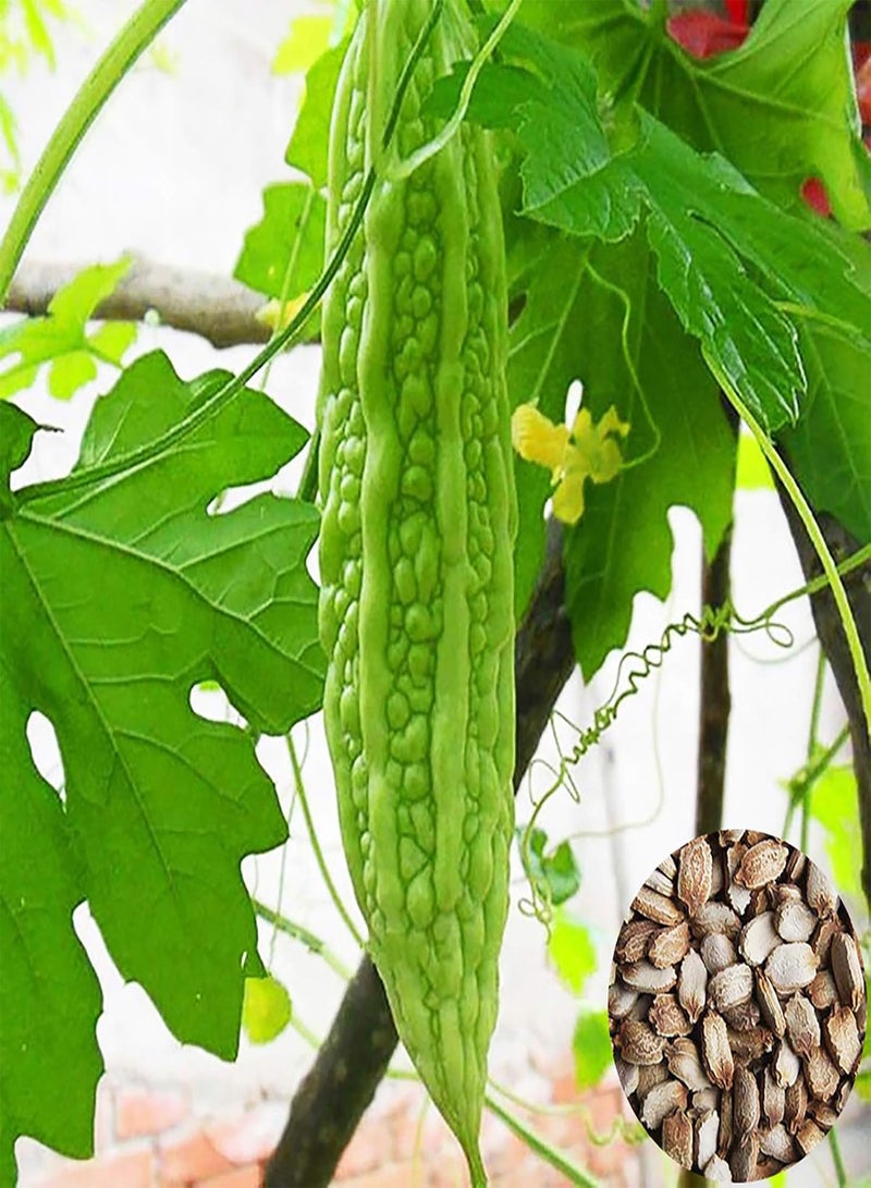 GGOOT 50 Pcs/Bag Bitter Gourd Seeds Open Pollination Easy to Grow Nutritious Delicious Green Plant Seeds Bitter Gourd Seeds Planting Bitter Gourd Seeds - Image 1