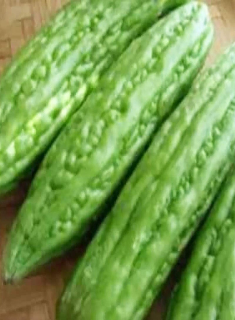 GGOOT 50 Pcs/Bag Bitter Gourd Seeds Open Pollination Easy to Grow Nutritious Delicious Green Plant Seeds Bitter Gourd Seeds Planting Bitter Gourd Seeds - Image 2