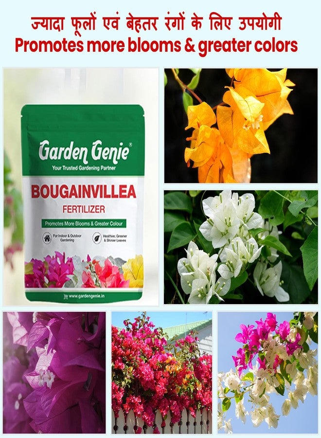 Garden Genie Bougainvillea Plant Fertilizer for Flowering, 830g - Image 2