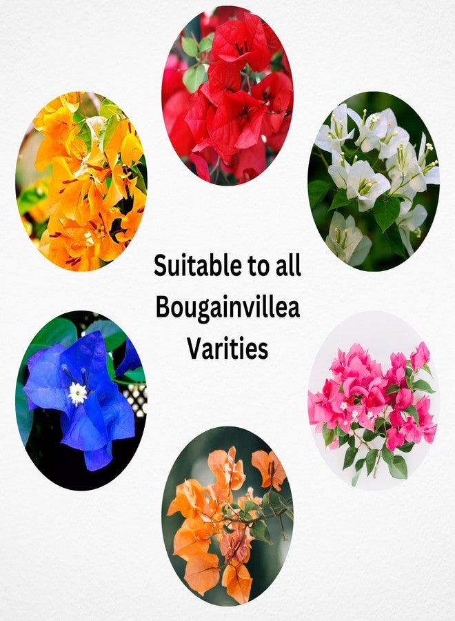 Garden Genie Bougainvillea Plant Fertilizer for Flowering, 830g - Image 5