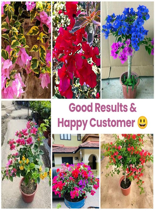 Garden Genie Bougainvillea Plant Fertilizer for Flowering, 830g - Image 4