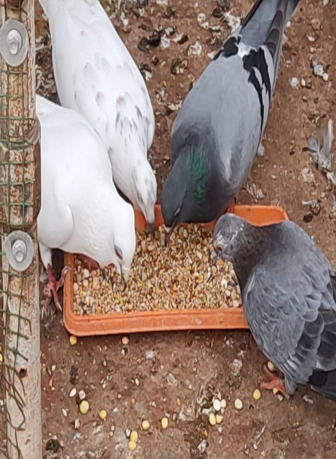 MASHKI Pigeon Food Mix with Multigrain & Seeds. Hand Picked Essential Ingredients with 13 Delicious Grains & Nuts for Pigeons & Doves. A Super Food for All Bird Feeder & Breeds… (3) - Image 5