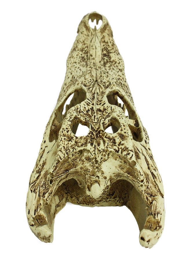 Komodo Reptile Terrarium Realistic Alligator Skull Ornament Decor | Easy to Clean Under Water Aquarium or Dry Habitat Decoration Accessory, 9 Inches - Image 5