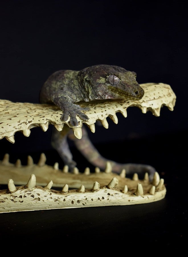 Komodo Reptile Terrarium Realistic Alligator Skull Ornament Decor | Easy to Clean Under Water Aquarium or Dry Habitat Decoration Accessory, 9 Inches - Image 2