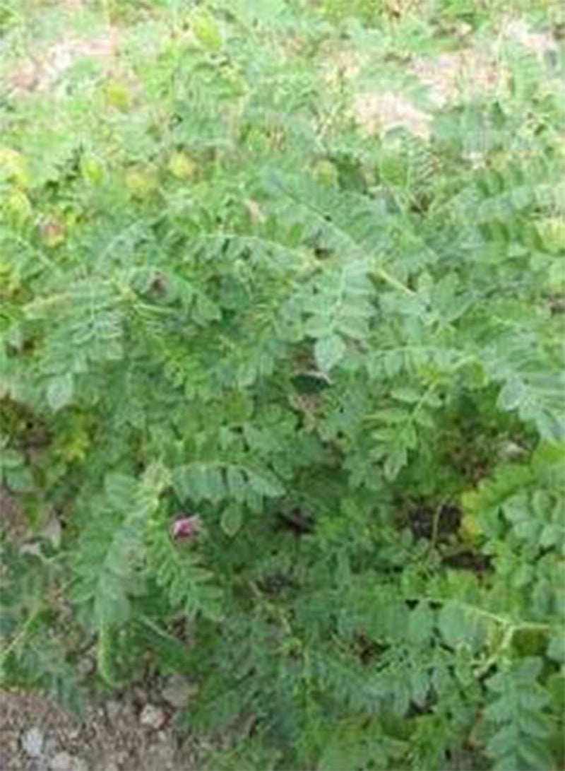 حمص الحمص 100 بذرة