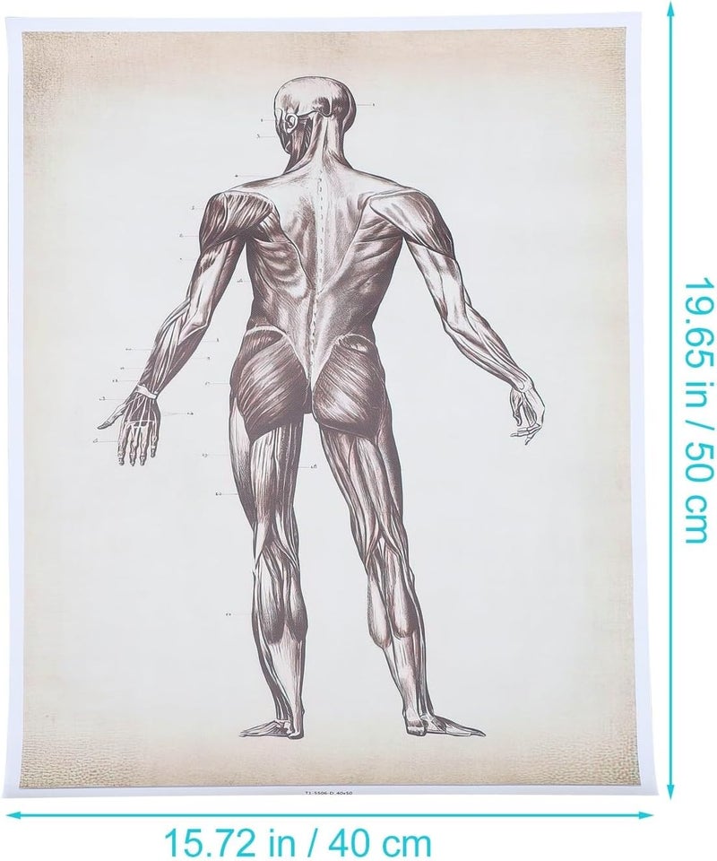 Multi item matching COOPHYA Skeletal System and Muscular Anatomy Poster 40x50cm Educational Wall Hanging Chart for Classroom Office Home Decoration Local available supply Easy assemble All-season available stock Globally popular universal design Trendy widespread design Market popular practical build One piece build Coast & inland available Spec upgraded improved quality Neat shape Remote village delivery cover Reliable daily use design Globally trusted quality Salt mist resistant Stable base Multi-style matching design Elegant practical multi-option build Upgraded classic design Multi item matching Global standard quality Hardness boosted processed substance Global upgraded economical craftsmanship Space saving Trendy economical quality - Image 2
